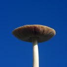 Cogumelo (Mushroom)